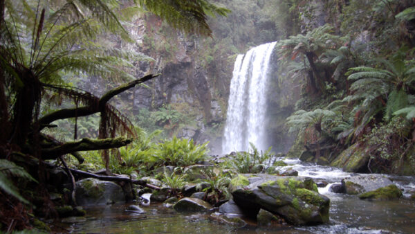 Hopetoun Falls Cape Otway National Park