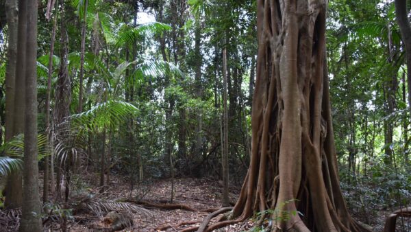 Tamborine Mountain