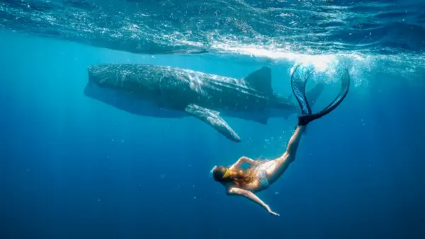 Stage23 Brings Ningaloo’s Gentle Giants to Life in <i><i><i><i>Whale Shark Jack</i></i></i></i>